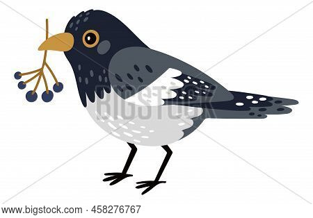 Magpie Holding Berries Bunch. Winter Season Bird