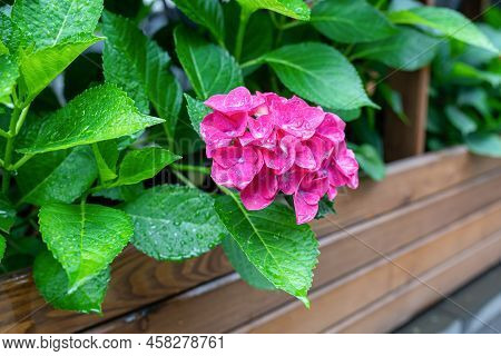 Flowering Hydrangea Bushes In Wooden Boxes. Purple Flowers Of Garden Hydrangea In Drops After Rain. 