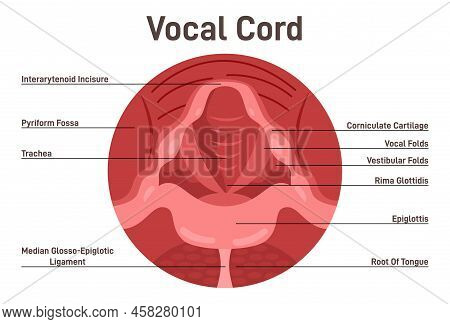 Vocal Cords Anatomical Structure. Human Voice Closed Organ
