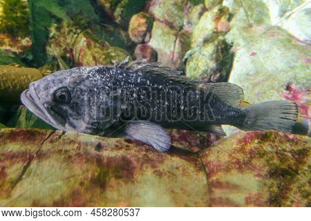 Sebastes Schlegeli. Sea Perch Dark Schlegel On Underwater Bottom.