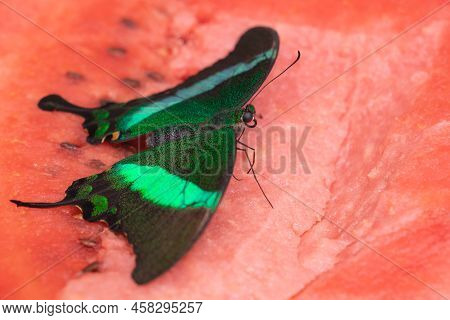 Bright And Juicy Butterfly On A Watermelon. Papilio Palinurus. Green Butterfly On A Red Watermelon