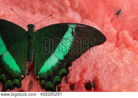Bright And Juicy Butterfly On A Watermelon. Papilio Palinurus. Green Butterfly On A Red Watermelon