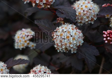Flowering Bush Bubbleweed Viburnum In The Garden.