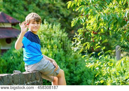 Happy Positive Preteen Boy Picking Cherry Berries From Tree In Domestic Garden. Children And Family 