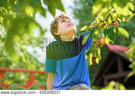 Happy Positive Preteen Boy Picking Cherry Berries From Tree In Domestic Garden. Children And Family 