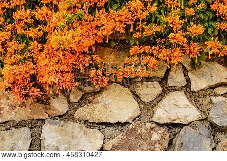 Orange Flowers Hanging Over The Garden Fence Wall In Spain. Pyrostegia Venusta. Nature, Blooming Bac