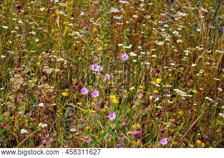 In Order To Increase The Species Diversity Of Plants And Insects, The Low-quality Grass Was Replaced