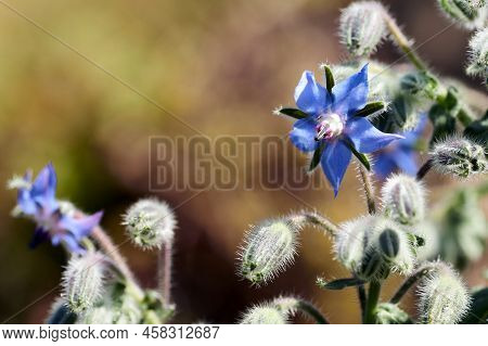 Borage Borago Officinalis , Also Known As A Starflower, Is An Annual Herb In The Flowering Plant Fam