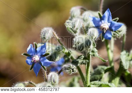 Borage Borago Officinalis , Also Known As A Starflower, Is An Annual Herb In The Flowering Plant Fam