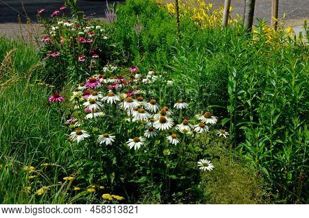 Flowerbed On The Promenade In The Park With Ornamental Perennials. The Edge Is A Curved Curb Of Gran