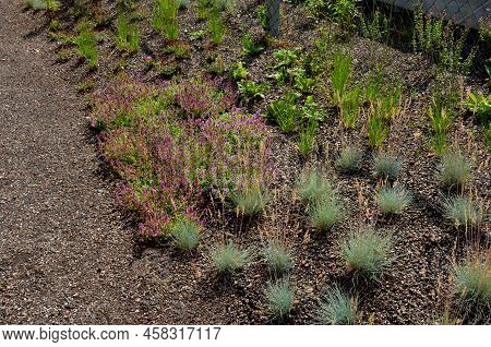 Upright Perennials That Produce Slender, Branching Spires, Which Are Crowded With Buds That Open Slo
