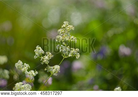 Galium Mollugo, Common Name Hedge Bedstraw Or False Baby's Breath, Is A Herbaceous Annual Plant Of T