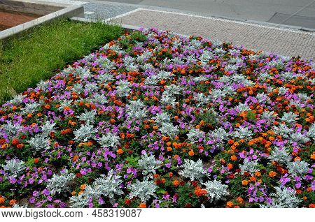 Crazy Annual Bed With A Pink-orange Combination Of Flowers. Large Retaining Walls Of Rounded Sandsto