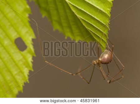 Pholcus