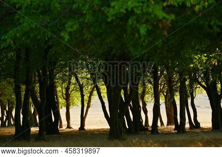 Old Oak Trees Forest At Sunset In Macin Mountains, Romania