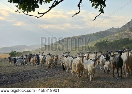 Goats On Road In Greci, Romania. Summer Sunset