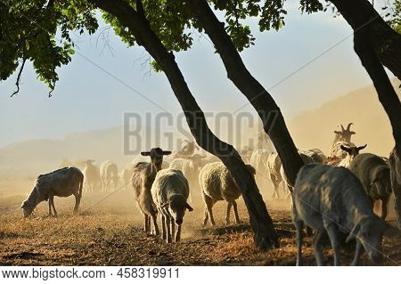 Goats And Sheeps On Road In Greci, Romania In Summer Drought