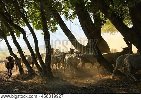 Goats And Sheeps On Road In Greci, Romania In Summer Drought