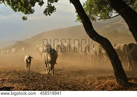 Goats And Sheeps On Road In Greci, Romania In Summer Drought