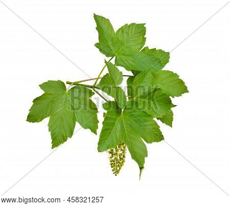 Acer Pseudoplatanus, Sycamore, Sycamore Maple. Flowering Branch. Isolated On White.