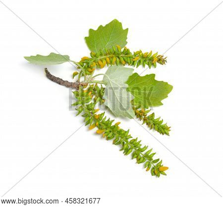 Populus Alba, Commonly Called Silver Poplar, Silverleaf Poplar, Or White Poplar. Isolated On White B