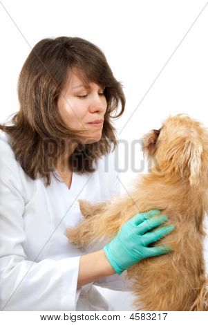 Hund inspektion