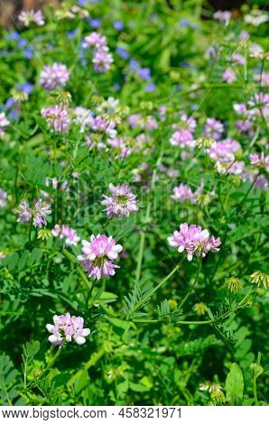 Securigera Varia Or Coronilla Varia, Commonly Known As Crownvetch Or Purple Crown Vetch