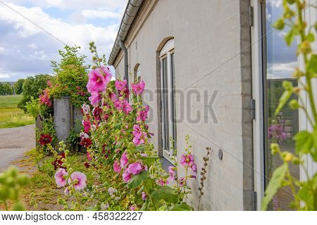 Beautiful Colourful Hollyhocks Alcea Rose Flower Bloom At The Window Of The Village House.