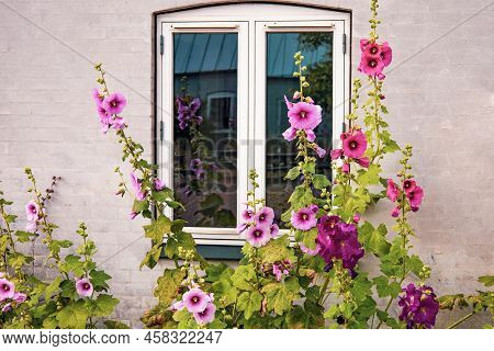 Beautiful Colourful Hollyhocks Alcea Rose Flower Bloom At The Window Of The Village House.