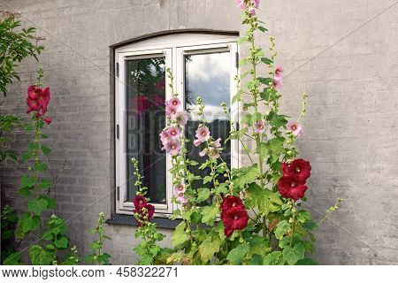 Beautiful Colourful Hollyhocks Alcea Rose Flower Bloom At The Window Of The Village House.