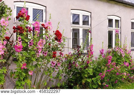 Beautiful Colourful Hollyhocks Alcea Rose Flower Bloom At The Window Of The Village House.