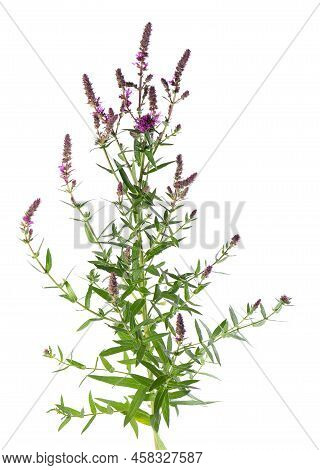 Purple Loosestrife Bush With Flowers, Isolated On White Background. Lythrum Salicaria. Herbal Medici