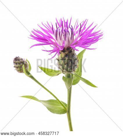 Short Fringed Knapweed  Flower Isolated On White Background