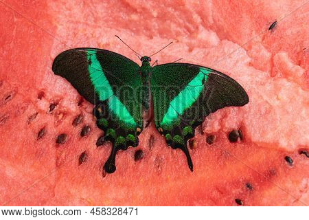 Bright And Juicy Butterfly On A Watermelon. Papilio Palinurus. Green Butterfly On A Red Watermelon