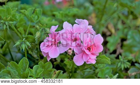 Closeup Of Beautiful Rose Color Flowers Of Pelargonium Peltatum Also Known As Ivyleaf, Peltated, Han