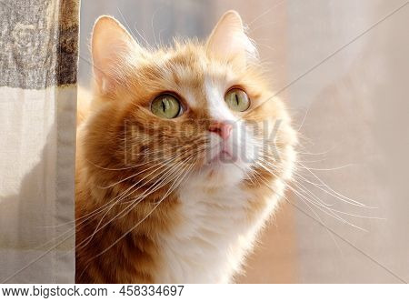 Cute Ginger Cat Looking Out Of Curtains, Close-up