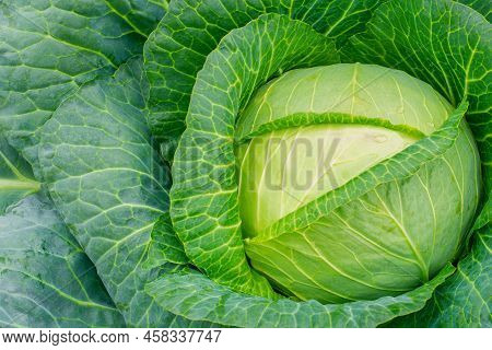 Fresh Ground-cabbage Close-up. Growing Healthy Vegetables. Head Of Cabbage In The Garden. Organic Ca