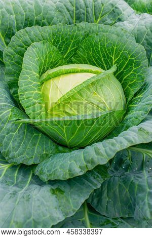 Fresh ground-cabbage close-up. Growing healthy vegetables. Head of cabbage in the garden. Organic ca