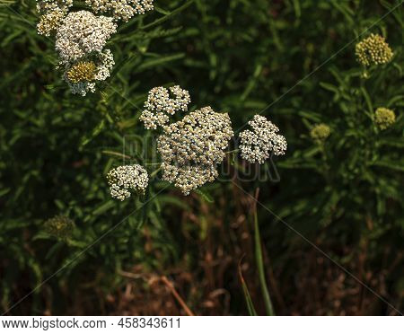 Achillea Millefolium, Commonly Known As Common Yarrow, Is A Flowering Plant In The Family Asteraceae