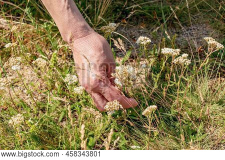 Achillea Millefolium, Commonly Known As Common Yarrow, Is A Flowering Plant In The Family Asteraceae