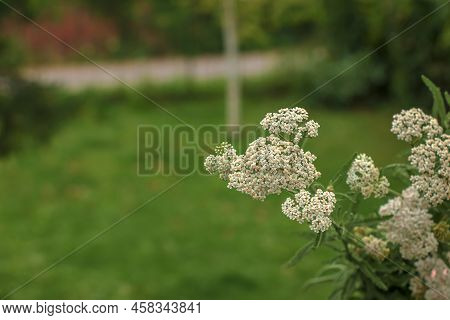 Achillea Millefolium, Commonly Known As Common Yarrow, Is A Flowering Plant In The Family Asteraceae