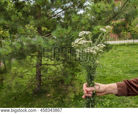 Achillea Millefolium, Commonly Known As Common Yarrow, Is A Flowering Plant In The Family Asteraceae