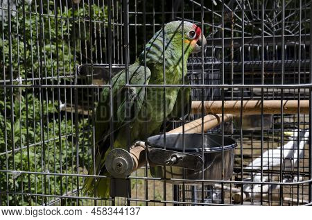 Macaw Scarlet Or Macaw Ara Is A Large Parrot With Red, Yellow And Blue Feathers Relaxing In The Cell