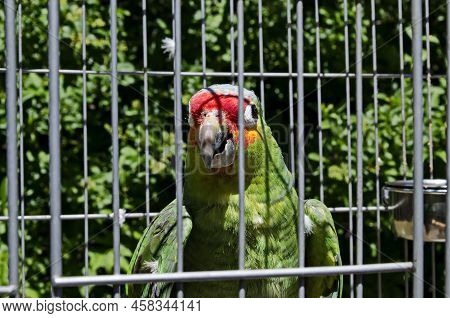 Macaw Scarlet Or Macaw Ara Is A Large Parrot With Red, Yellow And Blue Feathers Relaxing In The Cell