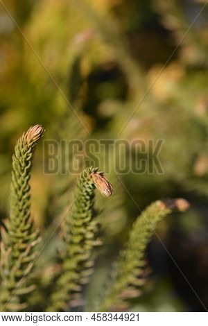 Japanese Cedar Dinger Branches In The Spring