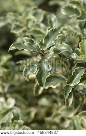 Variegated Kohuhu Silver Queen Leaves Inthe Spring