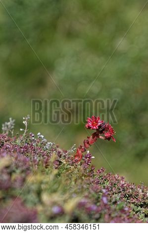Sempervivum Arachnoideum, The Cobweb House-leek, A Flowering Plant In The Family Crassulaceae, Nativ