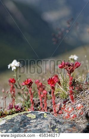 Sempervivum Arachnoideum, The Cobweb House-leek, A Flowering Plant In The Family Crassulaceae, Nativ