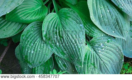 A Hosta Flower With Green Leaves Grows In A Flower Bed In The City Garden