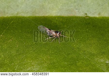 Adult Planthopper Insect Of The Genus Chionomus